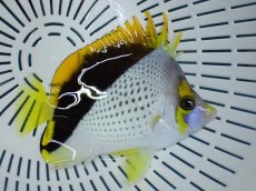 画像2: No.1　クリスマス産 ティカーズバタフライ×マルケサン　　【珍しい、レアな個体♪】 (2)