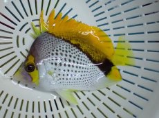 画像1: No.2　クリスマス産 マルケサンバタフライ (1)