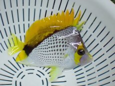 画像2: No.2　クリスマス産 マルケサンバタフライ (2)
