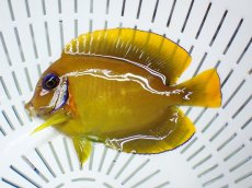 画像1: No.1　フィジー産 ミミックタン　レモンピールタイプ　　【入荷したのは1個のみ！】 (1)