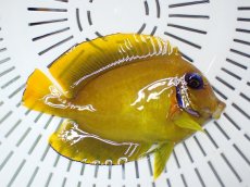 画像2: No.1　フィジー産 ミミックタン　レモンピールタイプ　　【入荷したのは1個のみ！】 (2)