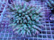 画像1: No.48　フィジー産 ミドリイシ　　【入荷したのは1個のみ！】 (1)