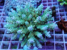 画像1: No.63　フィジー産 ミドリイシ　　【入荷個数が少ないです！】 (1)