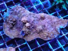 画像2: No.99 オーストラリア産 モルジブシコロサンゴ オレンジ (2)
