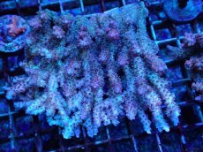 画像1: No.104 オーストラリア産 コンフェッティー (1)