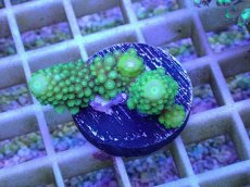画像1: No.1 フィジー産 ツツユビミドリイシ (1)
