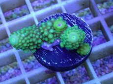 画像2: No.1 フィジー産 ツツユビミドリイシ (2)
