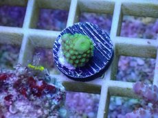 画像1: No.2 フィジー産 ツツユビミドリイシ (1)