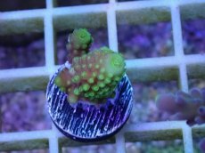 画像1: No.3 フィジー産 ツツユビミドリイシ (1)