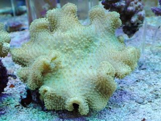 No.3 沖縄産ウミキノコ ロングポリプを買うならアクアスタイル
