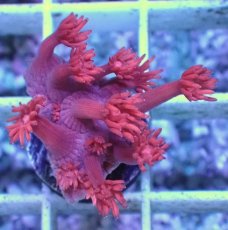 画像1: No.1 トンガ産 ハナガササンゴ　レッド (1)