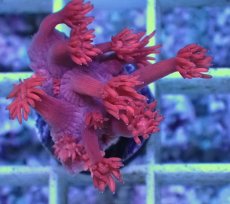 画像2: No.1 トンガ産 ハナガササンゴ　レッド (2)