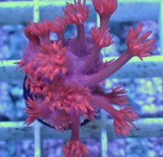 画像1: No.2 トンガ産 ハナガササンゴ　レッド (1)
