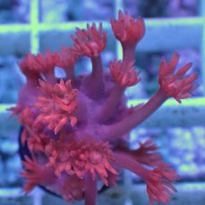 画像2: No.2 トンガ産 ハナガササンゴ　レッド (2)