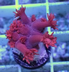 画像1: No.3 トンガ産 ハナガササンゴ　レッド (1)