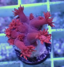 画像2: No.3 トンガ産 ハナガササンゴ　レッド (2)