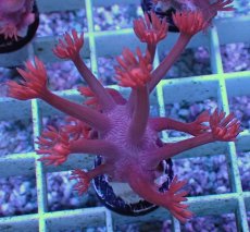 画像1: No.4 トンガ産 ハナガササンゴ　レッド (1)