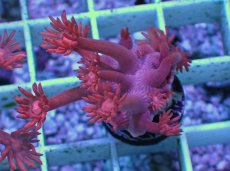 画像1: No.6 トンガ産 ハナガササンゴ　レッド (1)