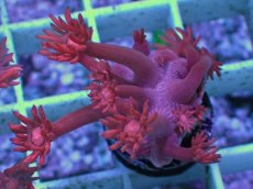 画像2: No.6 トンガ産 ハナガササンゴ　レッド (2)