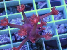 画像2: No.7 トンガ産 ハナガササンゴ　レッド (2)