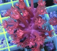 画像2: No.8 トンガ産 ハナガササンゴ　レッド　　【人気No.1】 (2)