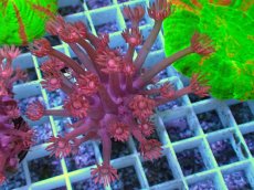 画像1: No.9 トンガ産 ハナガササンゴ　レッド (1)
