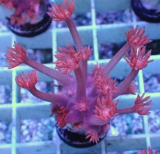 画像1: No.11 トンガ産 ハナガササンゴ　レッド (1)