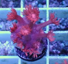 画像1: No.14 トンガ産 ハナガササンゴ　レッド (1)