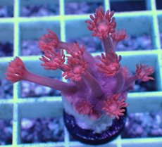 画像1: No.15 トンガ産 ハナガササンゴ　レッド (1)