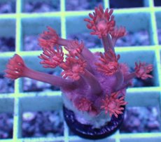画像2: No.15 トンガ産 ハナガササンゴ　レッド (2)
