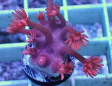 画像2: No.16 トンガ産 ハナガササンゴ　レッド (2)