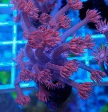 画像1: No.17 トンガ産 ハナガササンゴ　レッド (1)