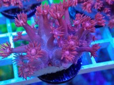 画像1: No.20 トンガ産 ハナガササンゴ　レッド (1)