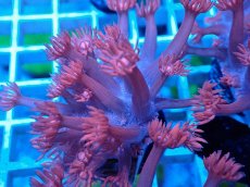 画像1: No.21 トンガ産 ハナガササンゴ　レッド (1)