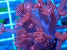 画像2: No.21 トンガ産 ハナガササンゴ　レッド (2)