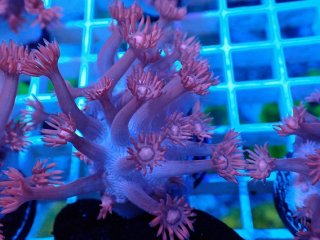 No.3 沖縄産ウミキノコ ロングポリプを買うならアクアスタイル