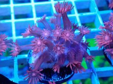 画像1: No.23 トンガ産 ハナガササンゴ　レッド (1)
