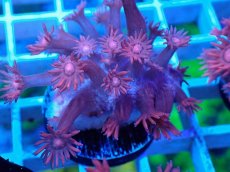 画像2: No.23 トンガ産 ハナガササンゴ　レッド (2)