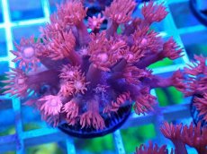 画像2: No.24 トンガ産 ハナガササンゴ　レッド (2)