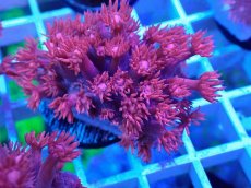 画像1: No.25 トンガ産 ハナガササンゴ　レッド (1)