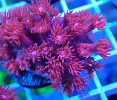画像2: No.25 トンガ産 ハナガササンゴ　レッド (2)