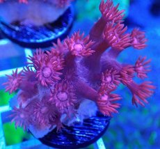 画像1: No.26 トンガ産 ハナガササンゴ　レッド (1)