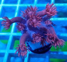 画像1: No.27 トンガ産 ハナガササンゴ　レッド (1)