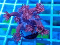 画像2: No.27 トンガ産 ハナガササンゴ　レッド (2)