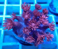 画像2: No.28 トンガ産 ハナガササンゴ　レッド (2)