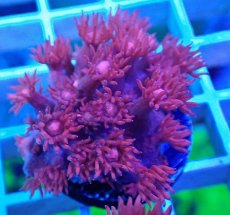 画像1: No.29 トンガ産 ハナガササンゴ　レッド (1)