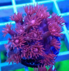 画像2: No.29 トンガ産 ハナガササンゴ　レッド (2)