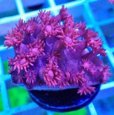 画像1: No.30 トンガ産 ハナガササンゴ　レッド (1)