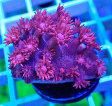 画像2: No.30 トンガ産 ハナガササンゴ　レッド (2)