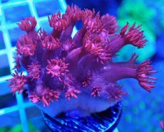 画像1: No.31 トンガ産 ハナガササンゴ　レッド (1)